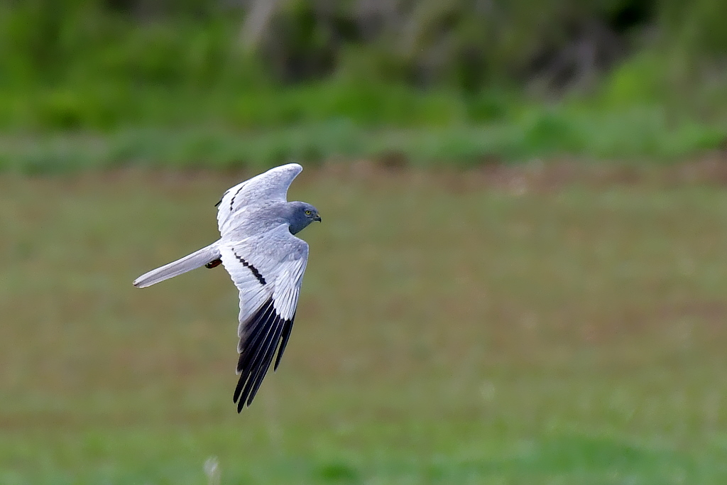 DSC_9868.JPG