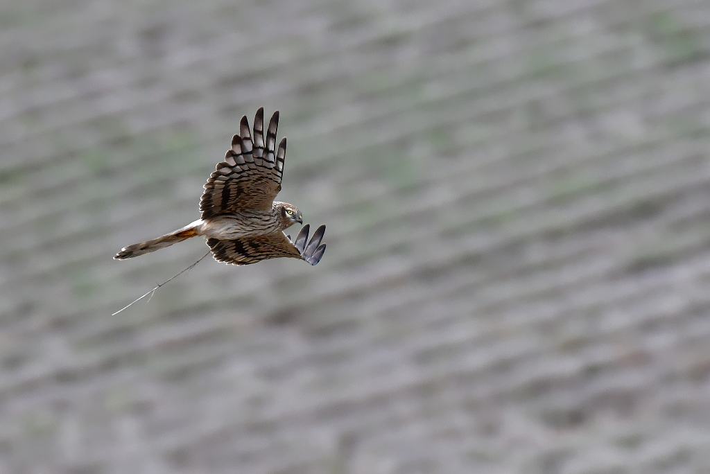 DSC_9866.JPG