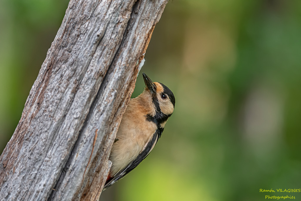 _DSC9506-ps.jpg