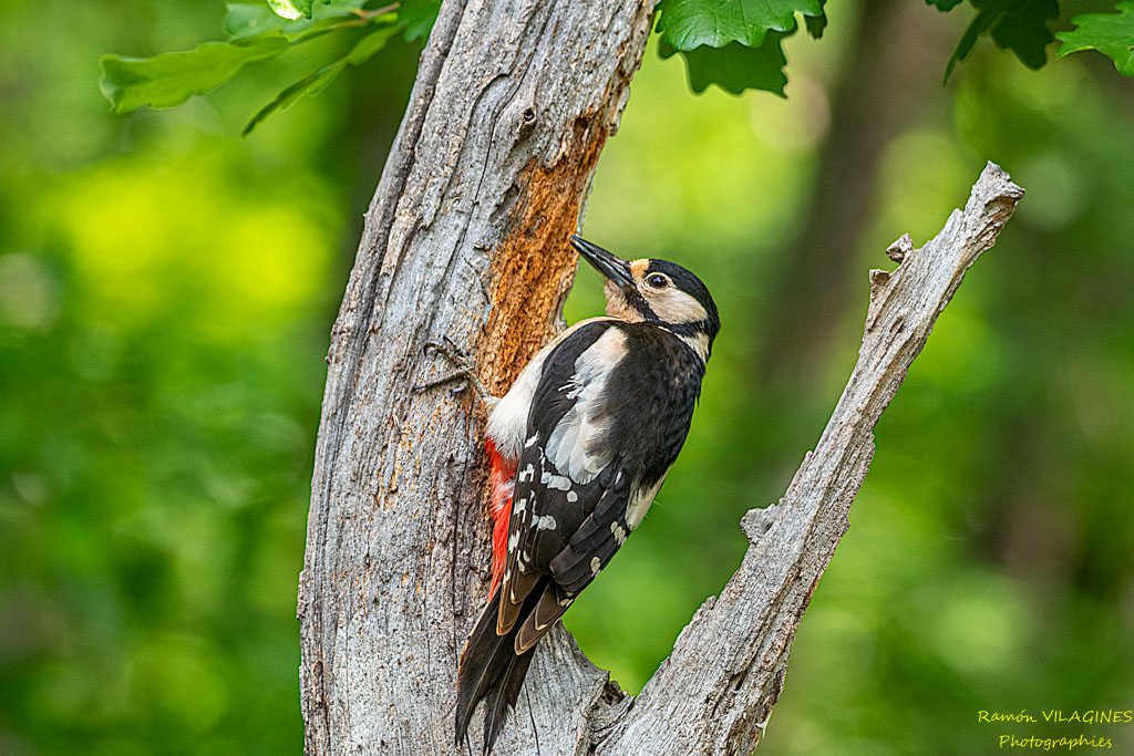 _DSC9511-ps.jpg