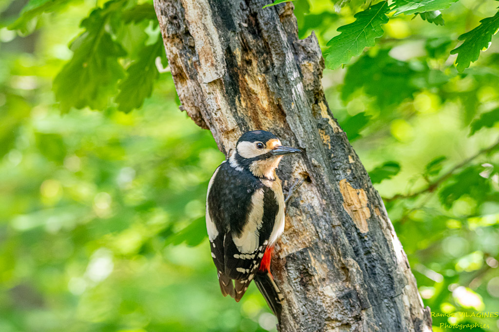 _DSC9523-ps.jpg