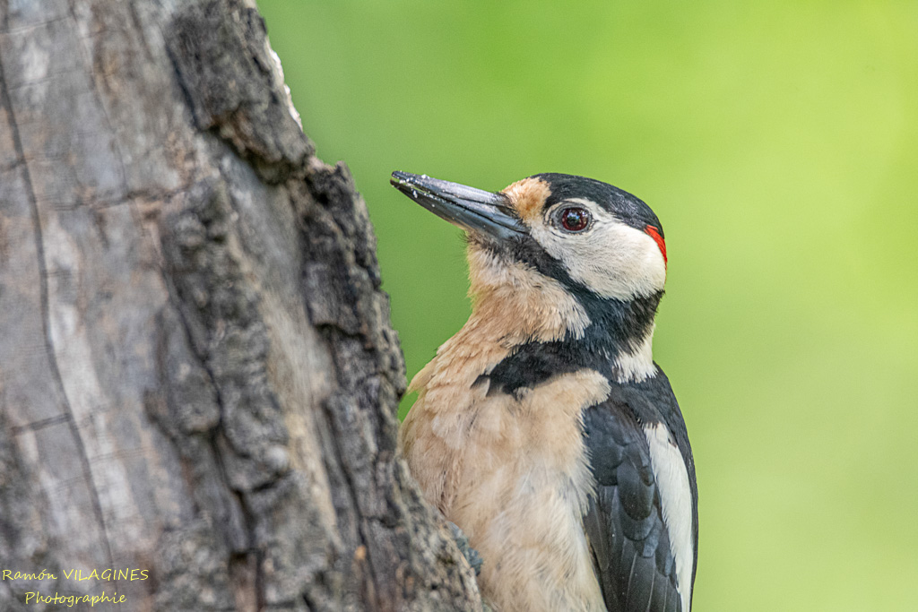 _DSC9642-ps.jpg