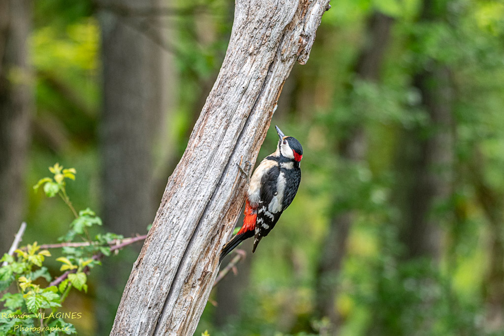 _DSC9653-ps.jpg