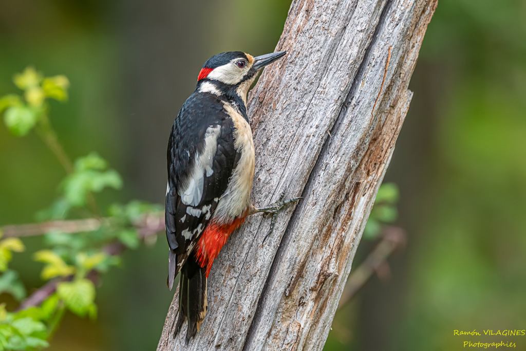 _DSC9661-ps.jpg