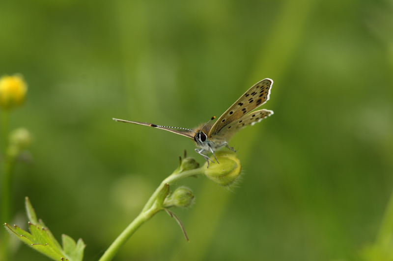 Papillon-01.jpg