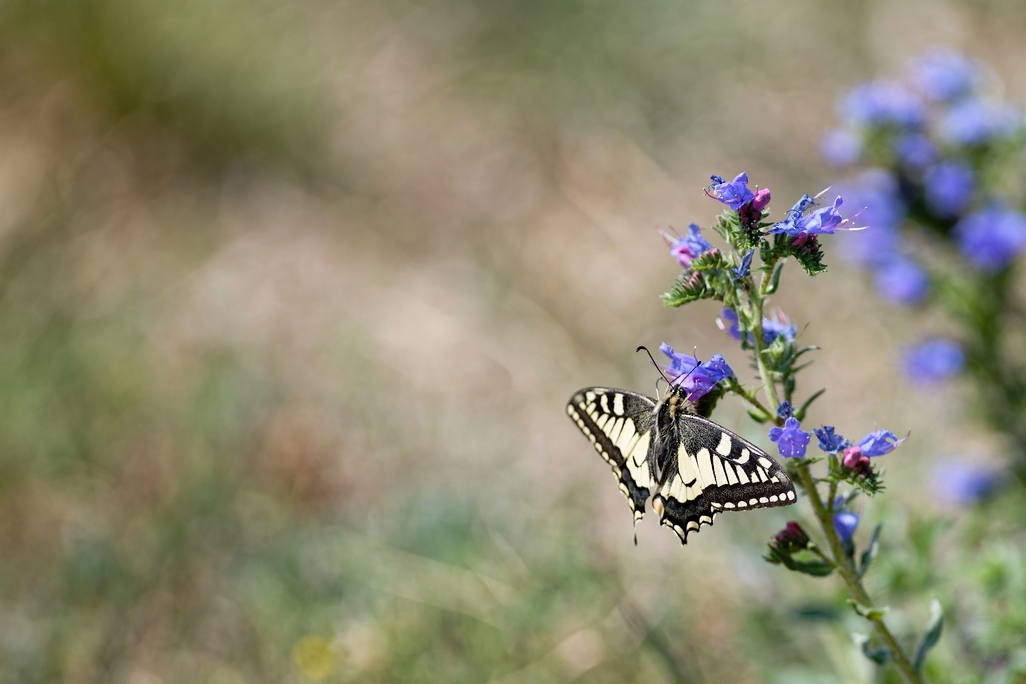 DSC_7331_DxO.jpg