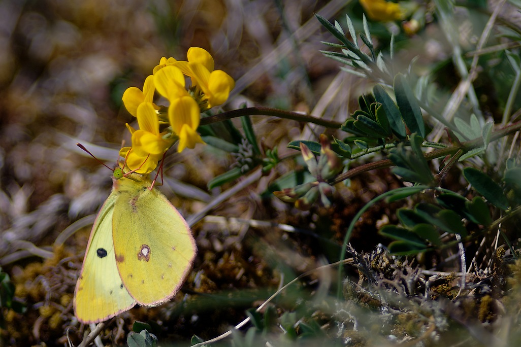 DSC_7367_DxO.jpg