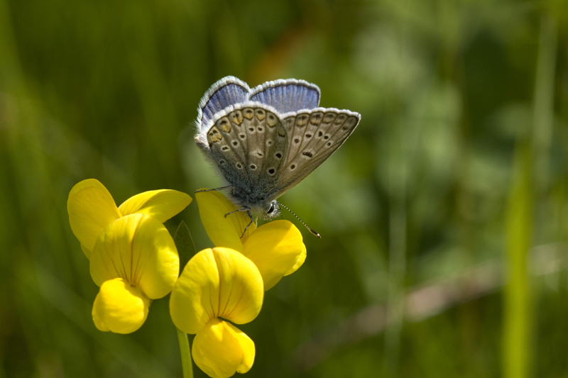 Papillon-02.jpg