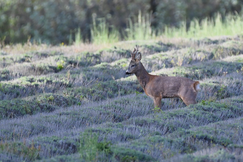 DSC_0284.JPG
