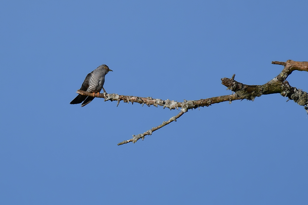 DSC_9599-001.JPG