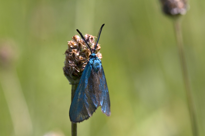 Papillon-03.jpg