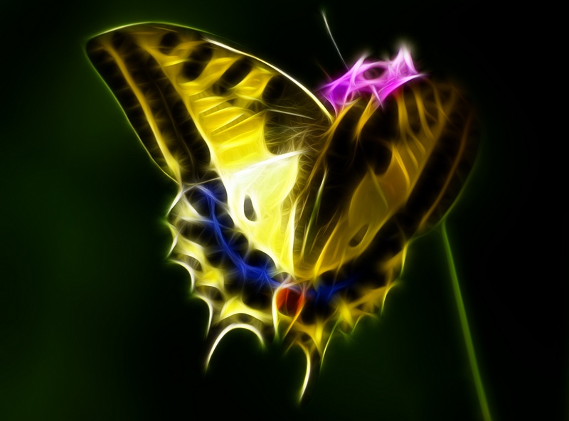 tn_papillon.jpg