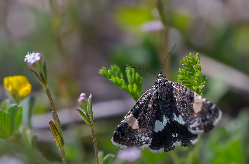 _MGL9950.noctuelle-en-deuil.jpg