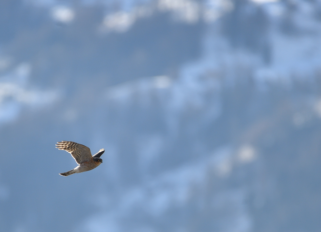 DS5_4904.jpg