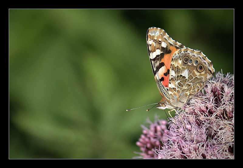 IMG_4390-1.jpg
