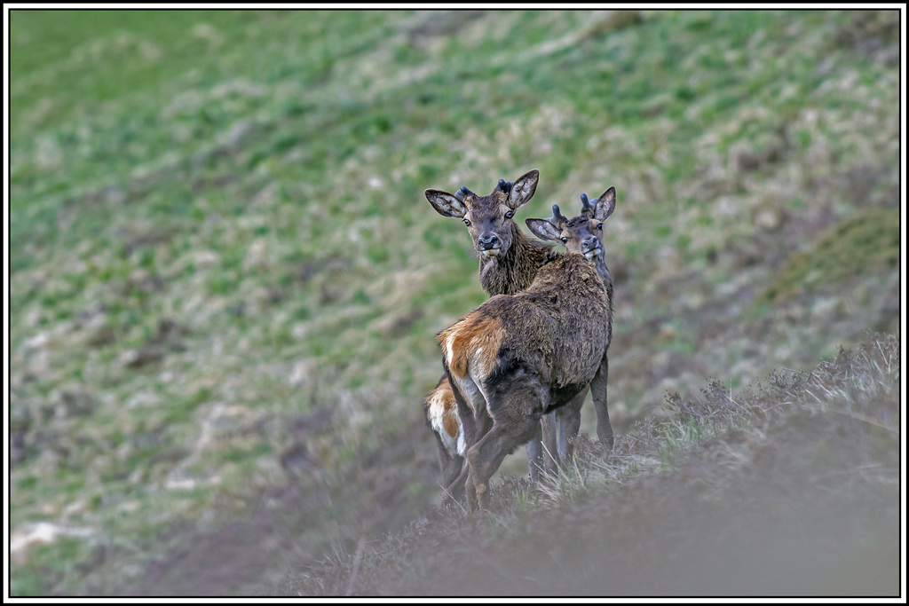 cerf(3536).jpg