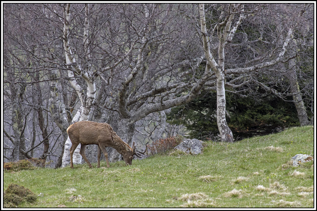 cerf(3542).jpg