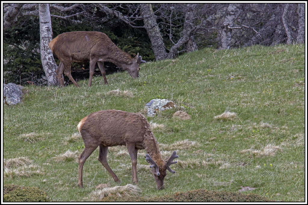 cerf(3559).jpg