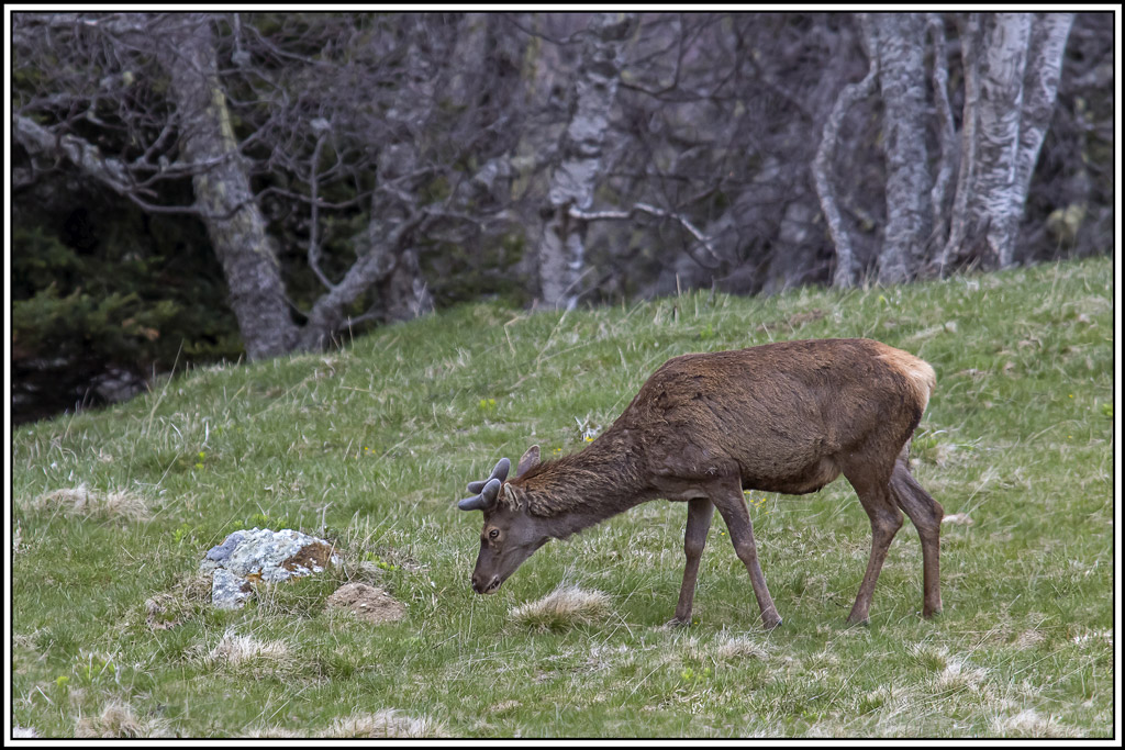 cerf(3565).jpg