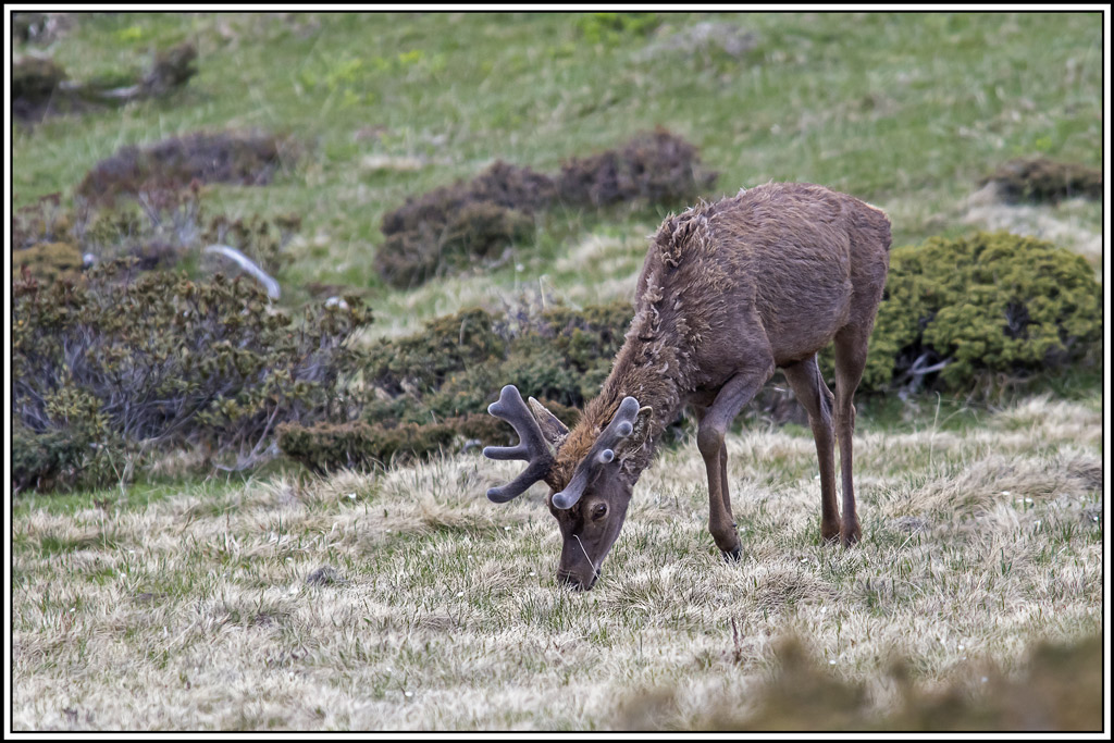 cerf(3571).jpg