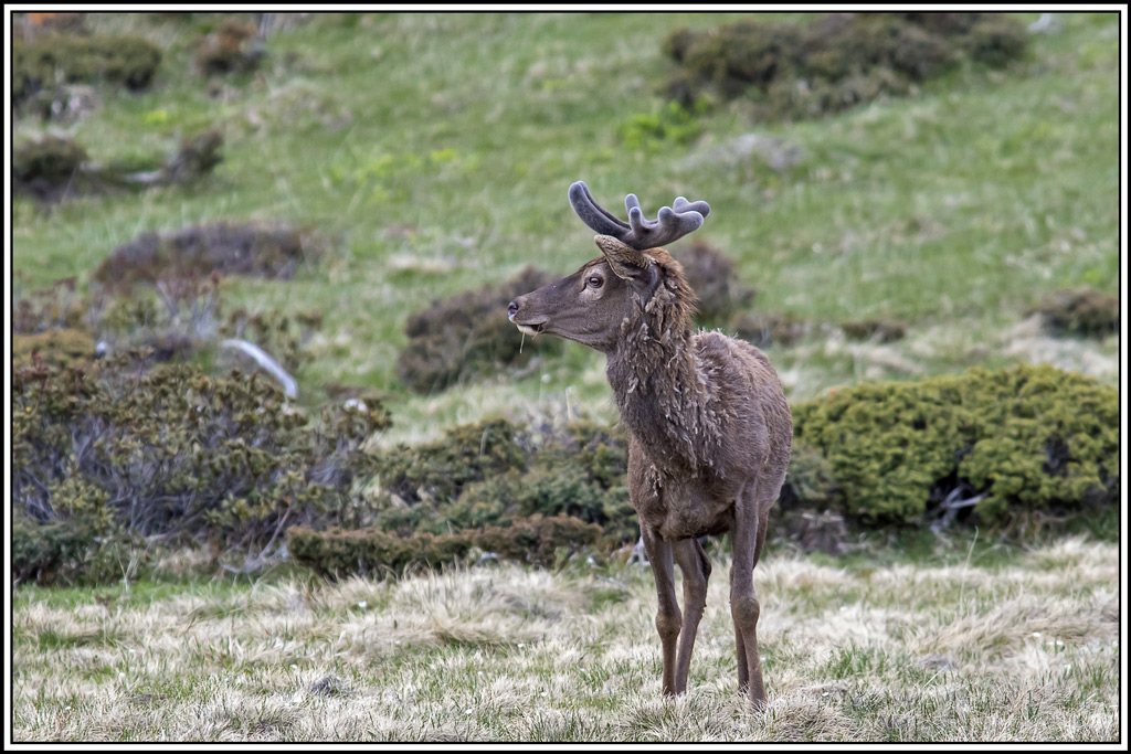 cerf(3573).jpg