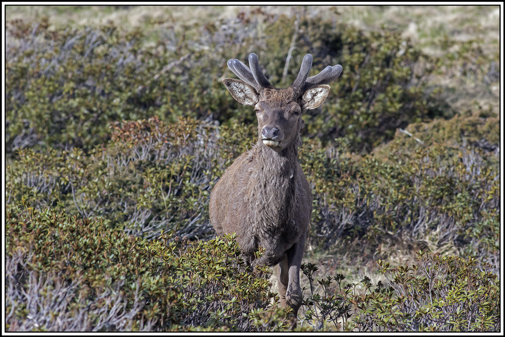 cerf(3581).jpg