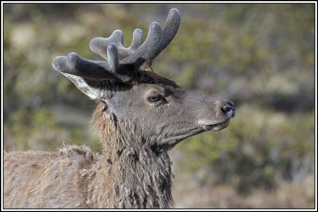 cerf(3588).jpg