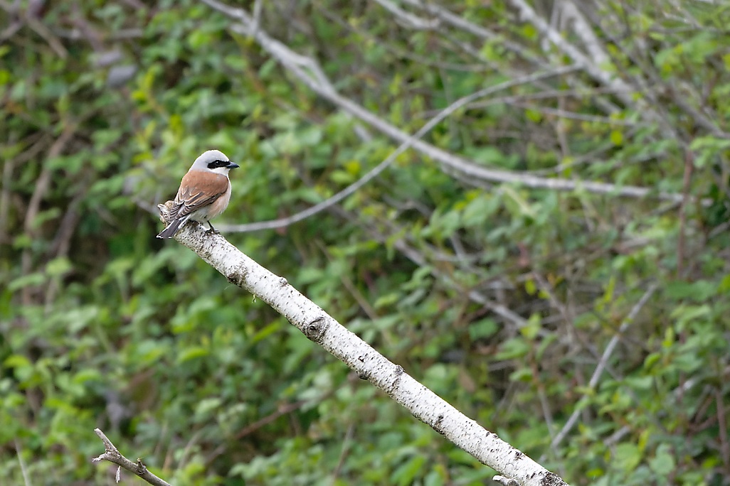 DSC_7684_DxO.jpg