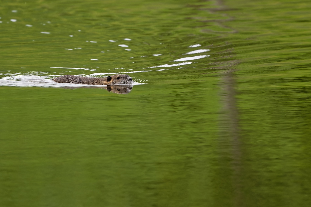 DSC_7691_DxO-1.jpg