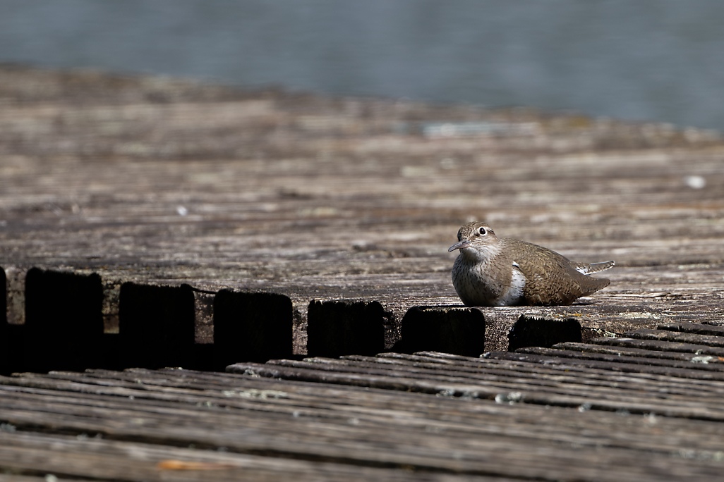 DSC_7740_DxO.jpg