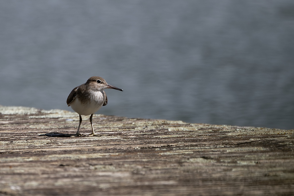 DSC_7743_DxO.jpg