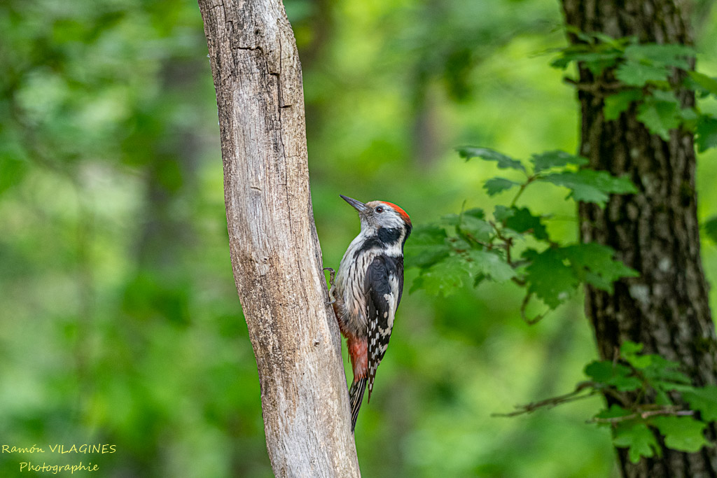 _DSC9742-ps.jpg
