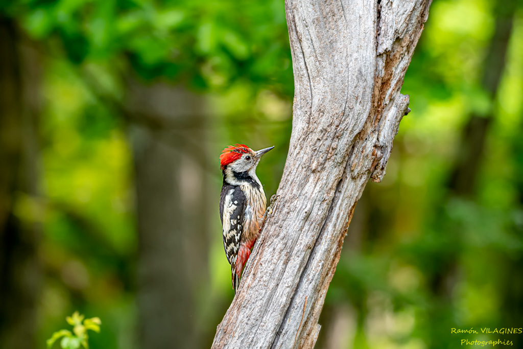 _DSC9799-ps.jpg