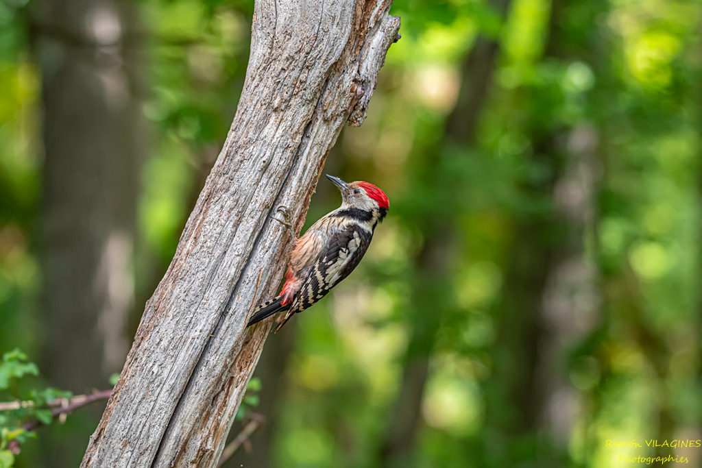_DSC9821-ps.jpg