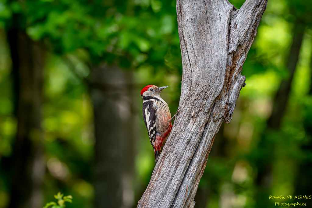 _DSC9837-ps.jpg