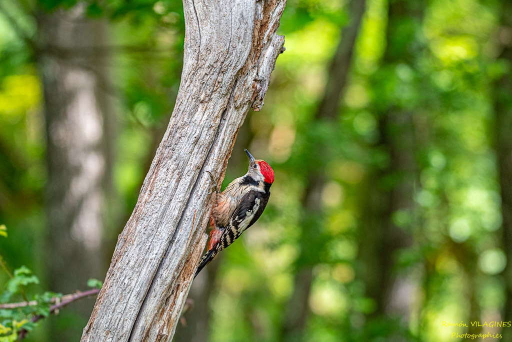 _DSC9865-ps.jpg