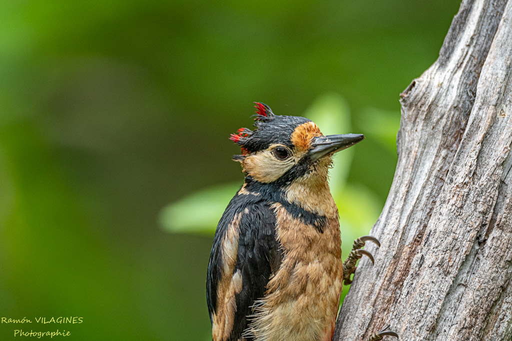 _DSC9978-ps.jpg