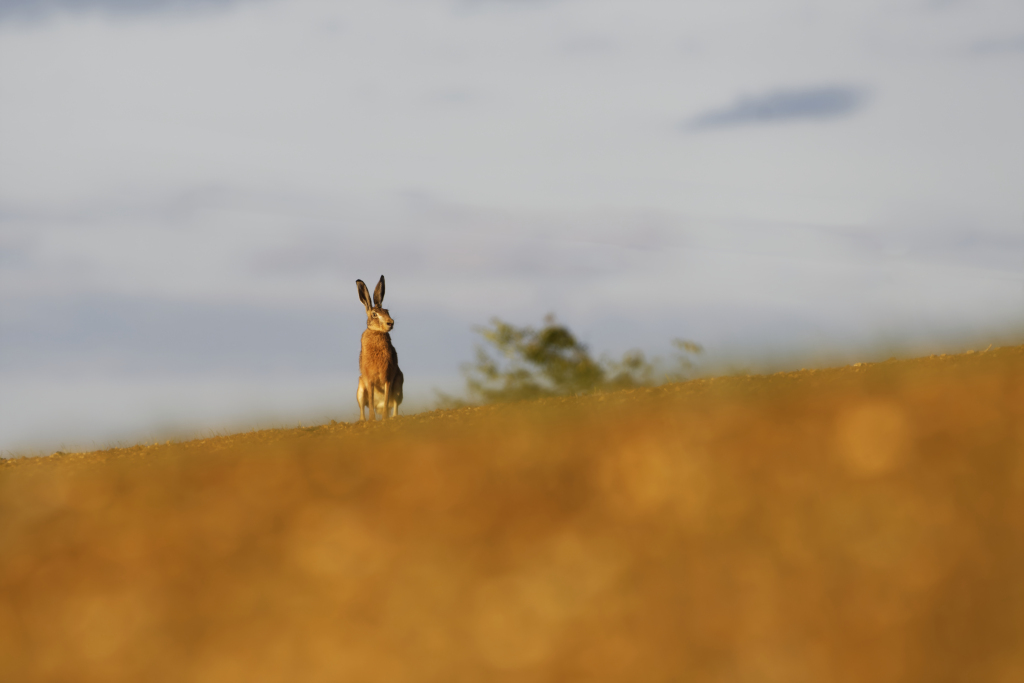_DSC6916_DxO_DxO.jpg