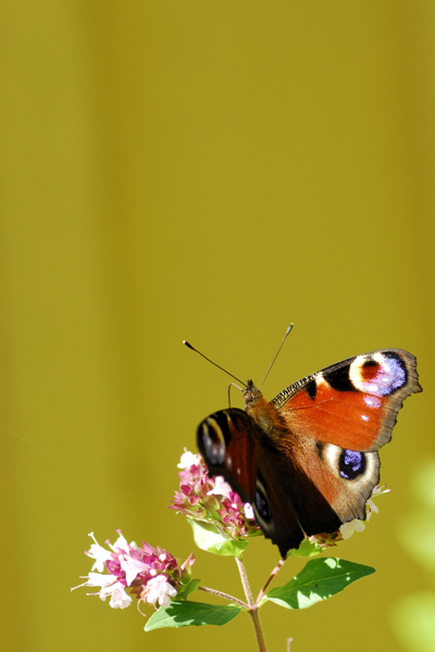 _CEP0096r.jpg