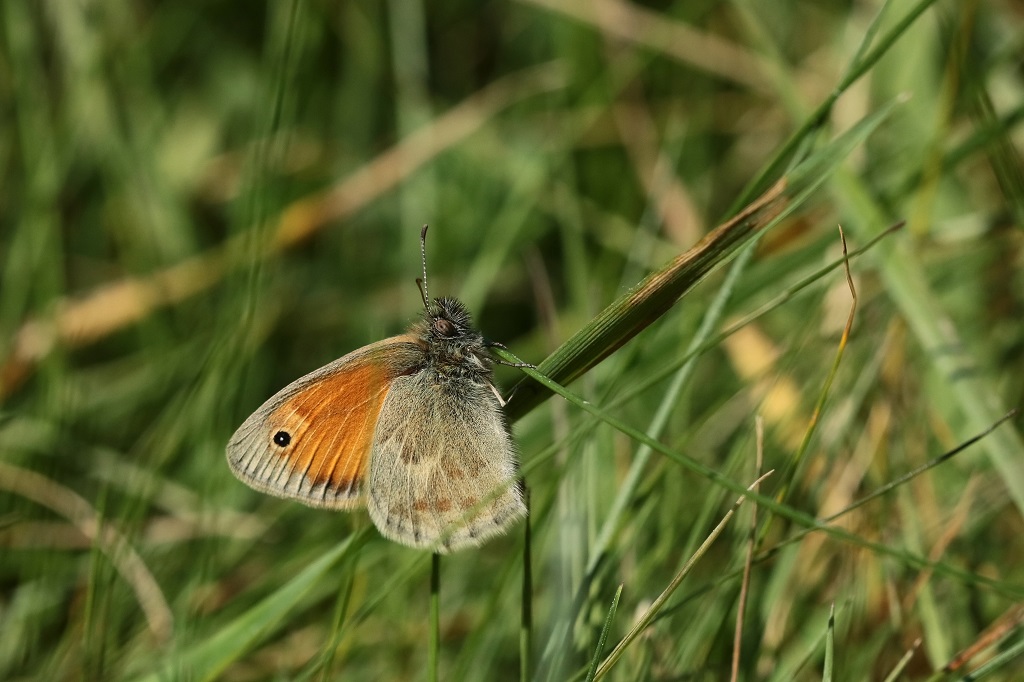 7 IMG_5199X Coenonympha pamphilus Fadet commun.JPG