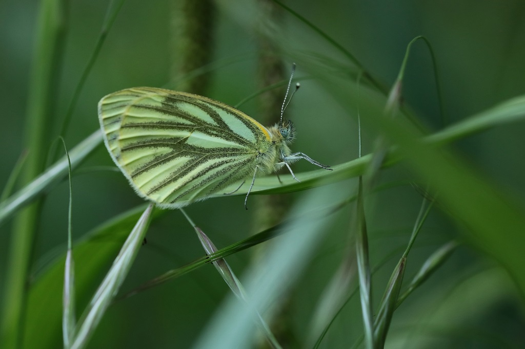 11 IMG_7119X Pieris napis P. du navet.JPG