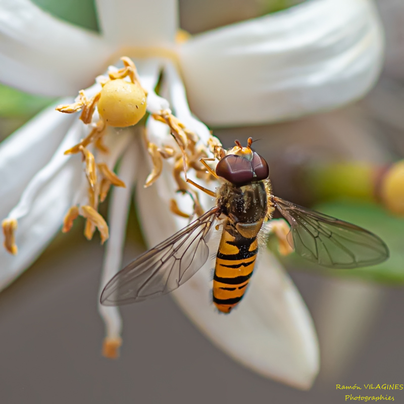 _D757945-ps.jpg