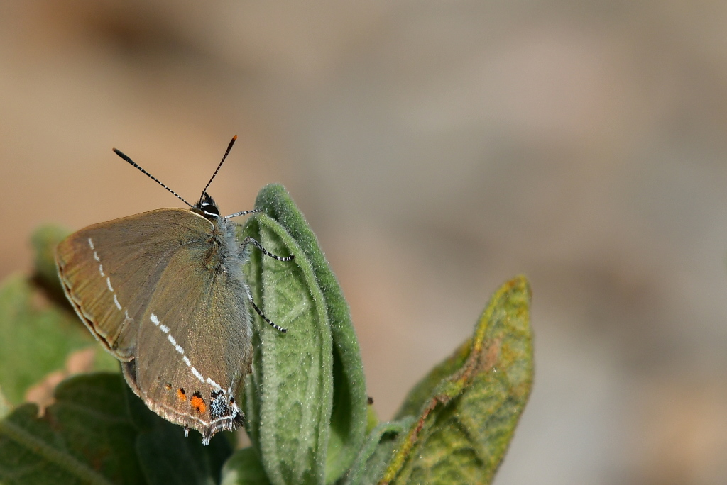 DSC_1310-001.JPG