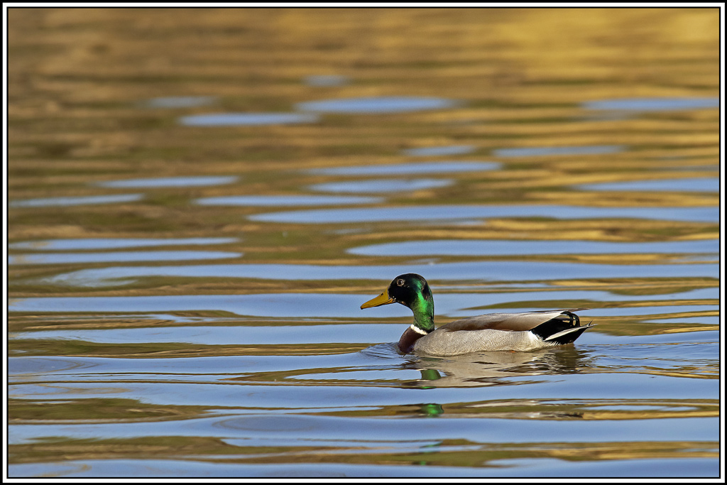 colvert(13).jpg