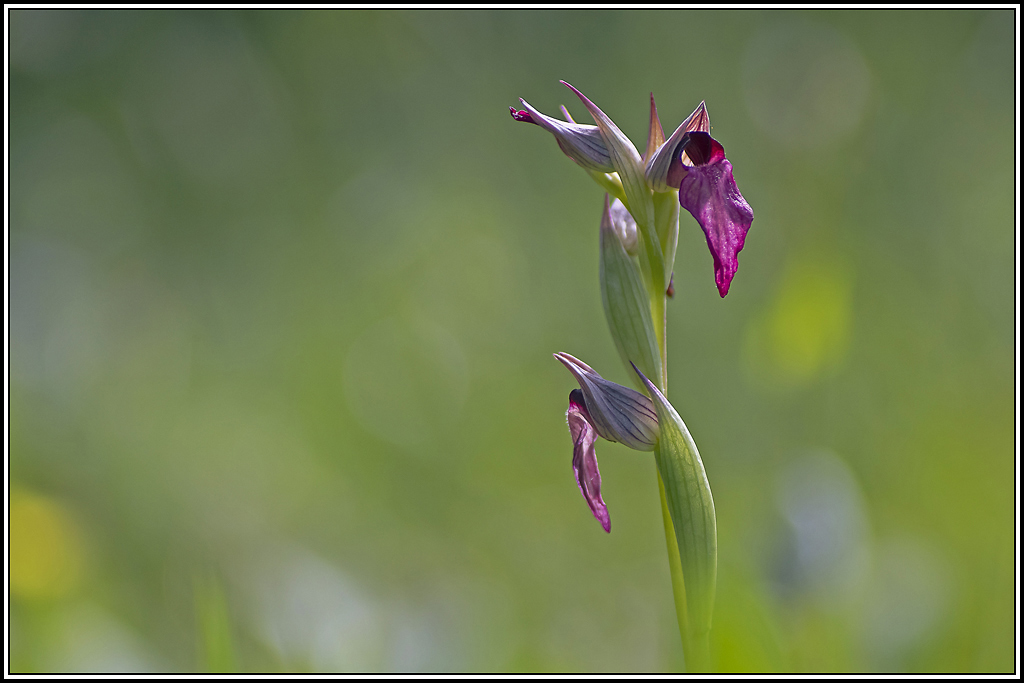 flore(1076).jpg