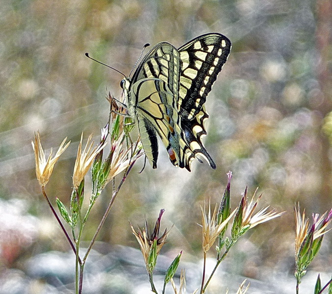 Machaon_modifié-1_redimensionner.jpg