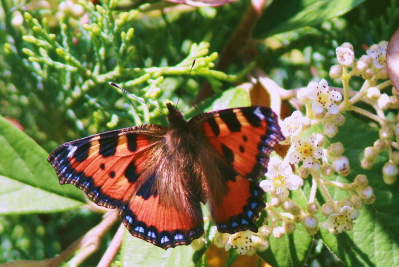 papillon 007_redimensionner.JPG