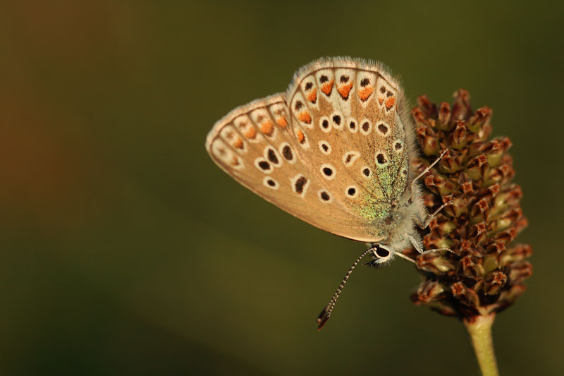 CS-papillon090516-001.jpg