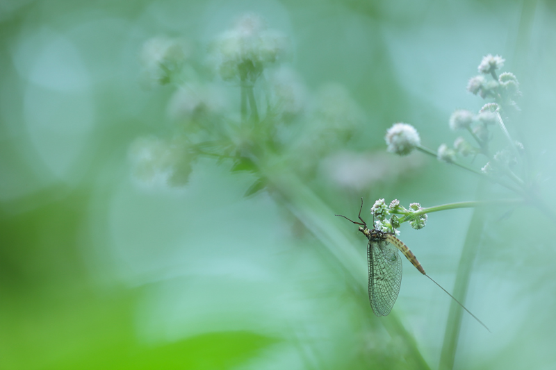 _MG_9015.jpg
