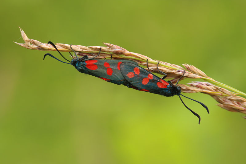 CS-papillon090617-004.jpg